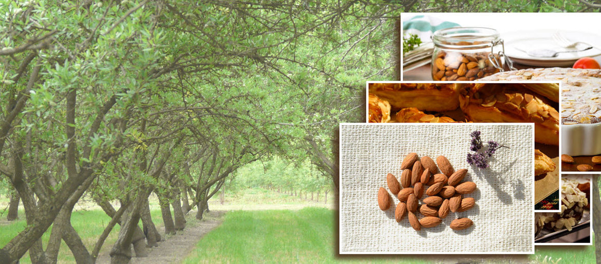 Home Grown Almonds